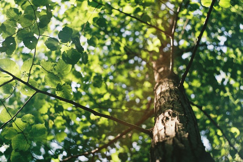Tree trimming and pruning